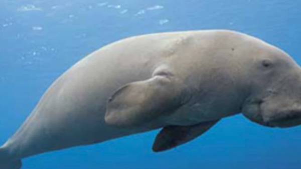  கடல் பசு 