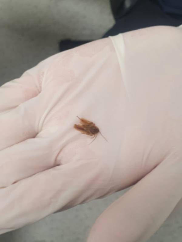 ஐய்யோ கரப்பான்பூச்சி 