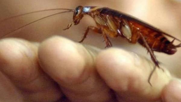 கரப்பான்பூச்சி பிரச்சினை 