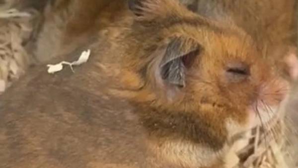  கொரோனா பரவல் 