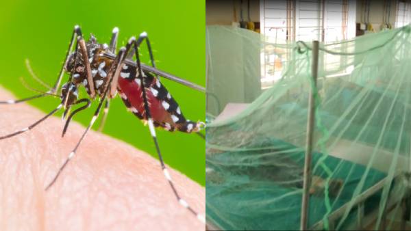  புதிய வகை கொசு 