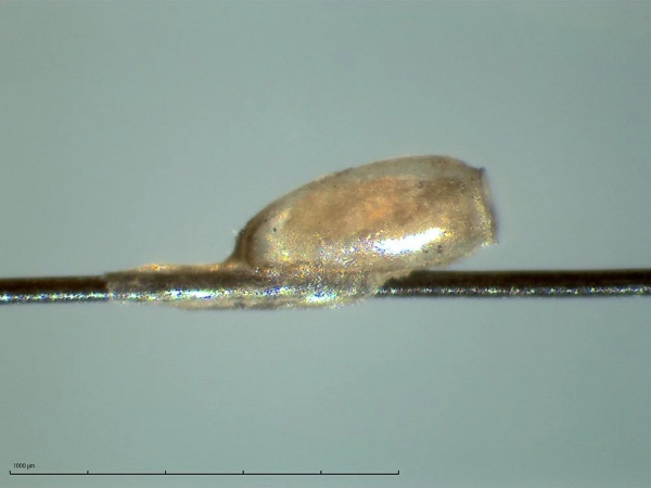 ஆராய்ச்சியில் ஆச்சர்யம் 