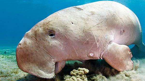  வளைகுடா 