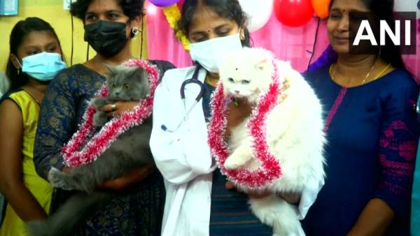 பூனைகளுக்கு வளைகாப்பு 