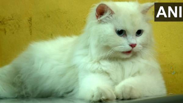 வளர்ப்பு பூனைகள்