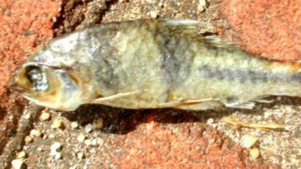 வானிலை மாற்றத்தால் மீன்மழை வானிலை மாற்றத்தால் மீன்மழை