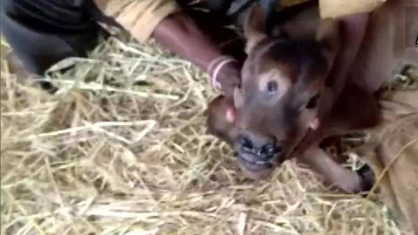  அதிசய கன்றுக்குட்டி 