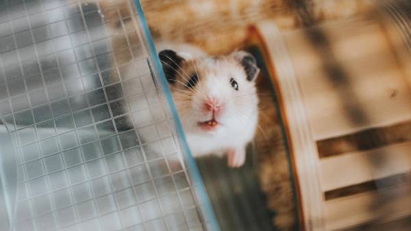 வெள்ளை எலி ஹாங்காங் 