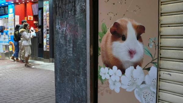 வெள்ளை எலி கொரோனா 