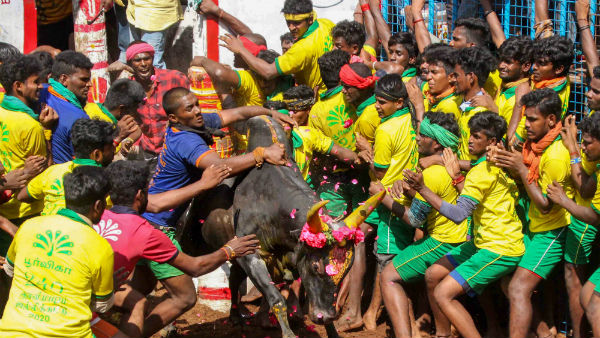 அவனியாபுரம் ஜல்லிக்கட்டு 