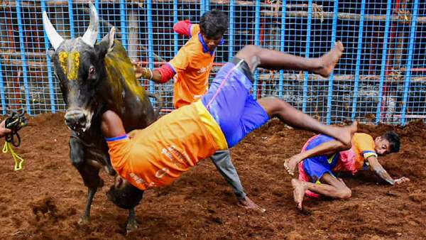 அவனியாபுரம் ஜல்லிக்கட்டு 