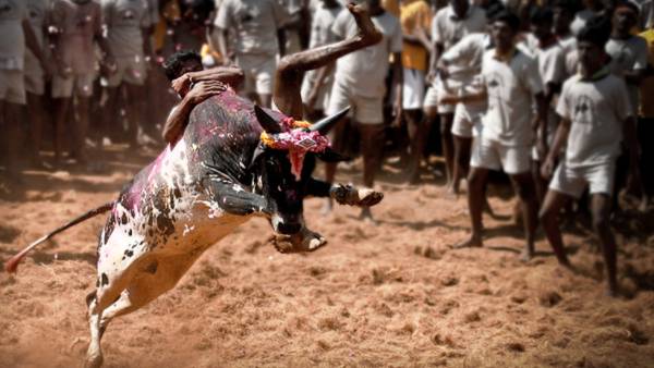 ஜல்லிக்கட்டு புரட்சி 