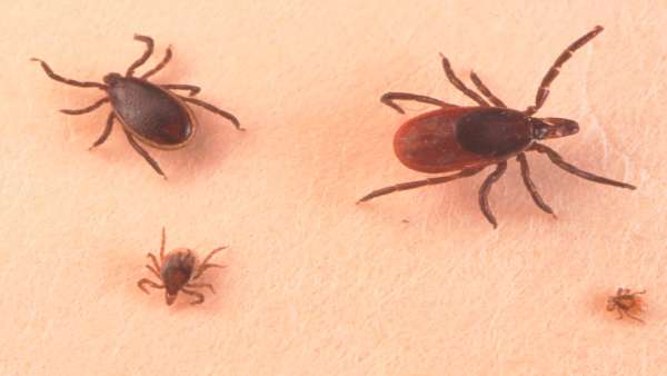 கர்நாடகா வைரஸ் 