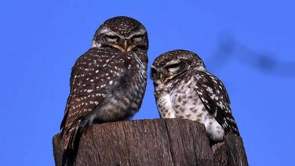 ஆந்தைகளின் காதல் 