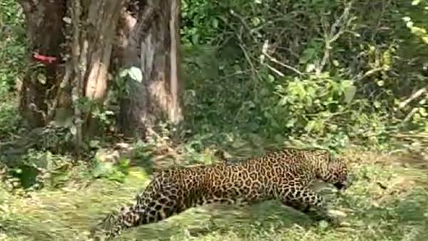 டாப்சிலிப் வனப்பகுதி டாப்சிலிப் வனப்பகுதி