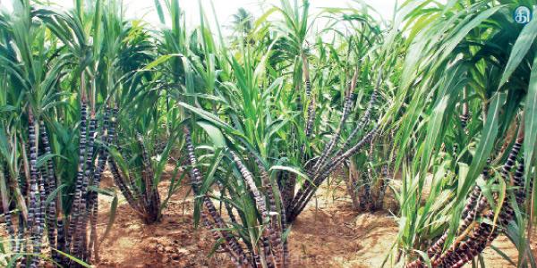 உத்தரப்பிரதேசம் 