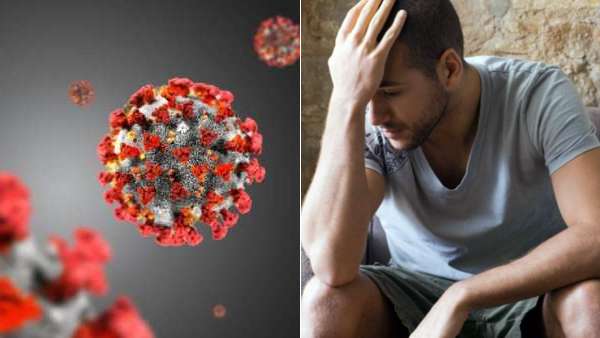 வெளவால்கள் 