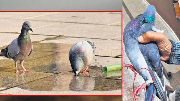  எங்கிருந்து வந்தன?