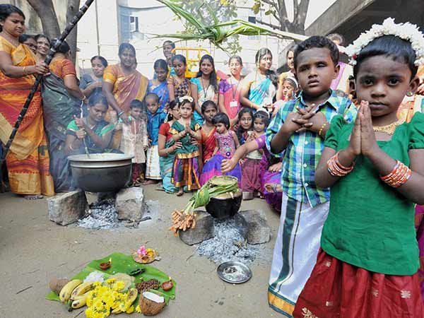 பொங்கல் பண்டிகை 
