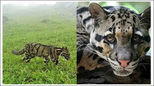 நாகாலாந்து சிறுத்தை 