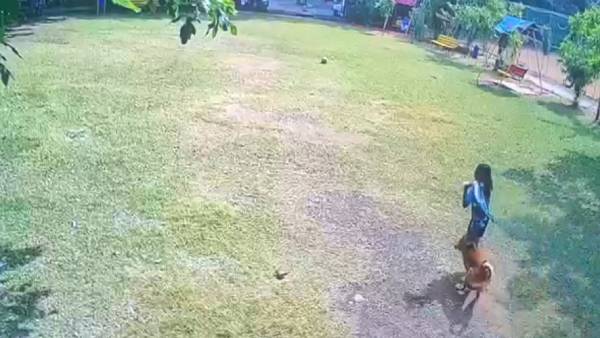 நாயின் உரிமையாளர் கைது