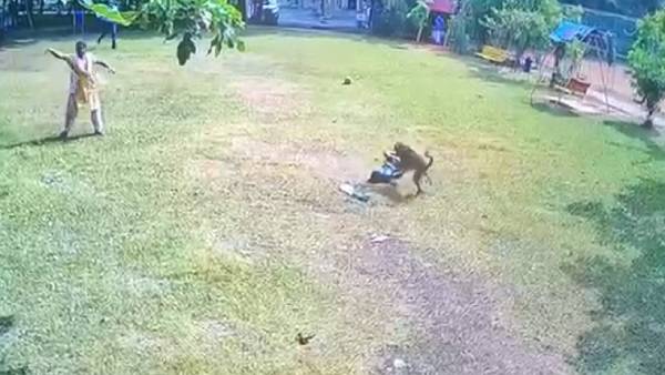 சிறுமியை கடித்த நாய்