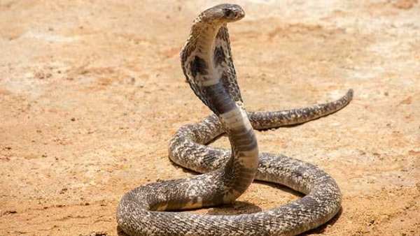  படுக்கையறை