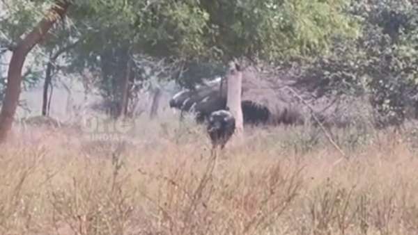  ஒற்றை காளை