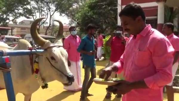  மாடுகளுக்கு உணவு 