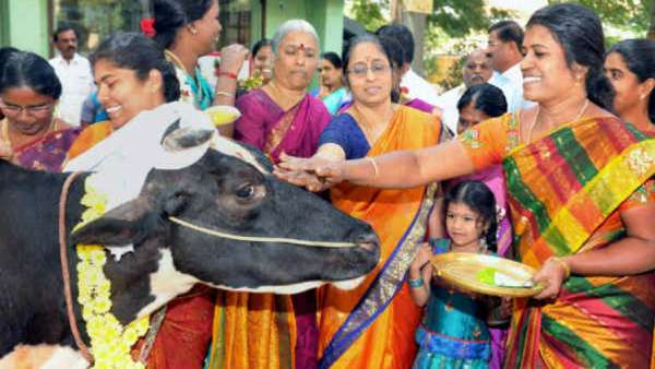 Pongal festival in Tamilnadu and the second day celebrations Mattu pongal Pongal festival in Tamilnadu and the second day celebrations Mattu pongal