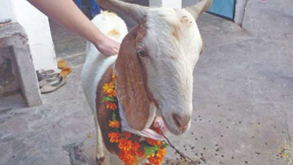 நேர்த்திக்கடன் நிகழ்ச்சி நேர்த்திக்கடன் நிகழ்ச்சி