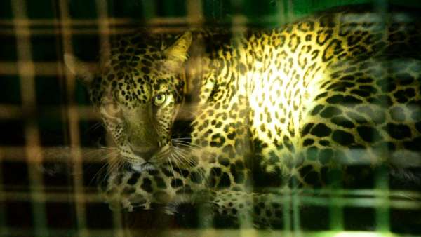  வனத்துறையினர் திட்டம்