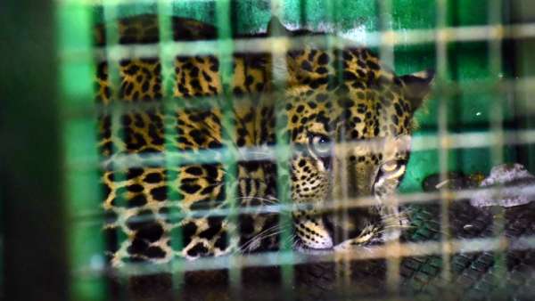 சிறுத்தை