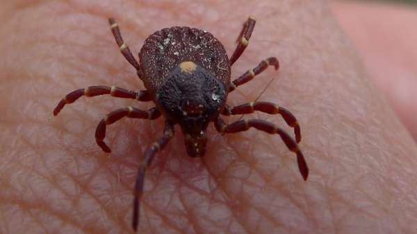 மீண்டும் பாதிப்பு 