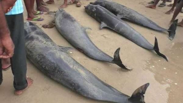 பிரேத பரிசோதனை 