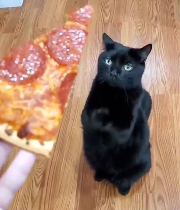 பூனையின் பெயர் 