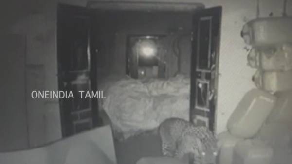 4th Day in a row: Leopard trapped in the godown near godown in Coimbatore 4th Day in a row: Leopard trapped in the godown near godown in Coimbatore