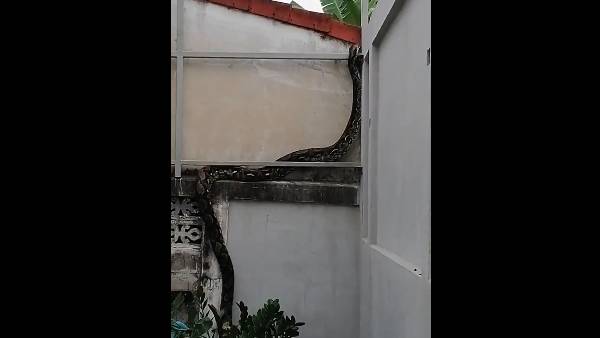 சில பாம்புகள் 