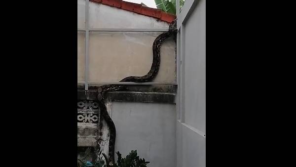 சுவற்றை கடக்கும் பாம்பு 