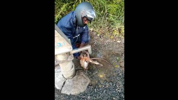  உயிருக்கு போராடிய குரங்கு