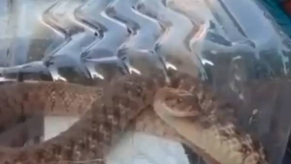 பாம்பால் பரபரப்பு 