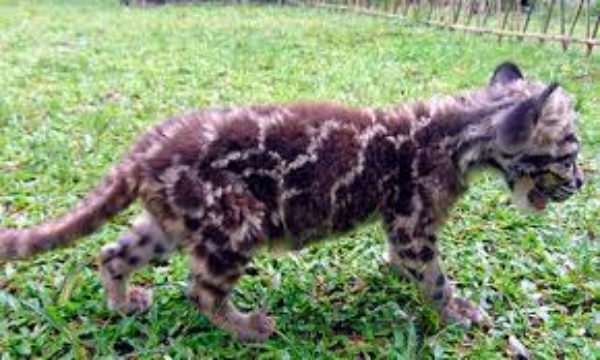 சிறுத்தை புள்ளிகள் 