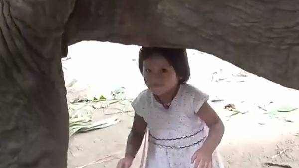 விலங்குகள் 