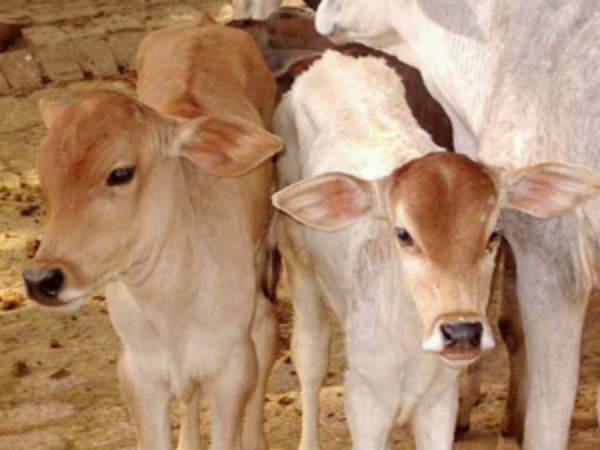 கன்றுக்குட்டி கன்றுக்குட்டி