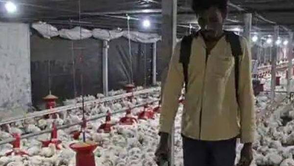  உயிரிழந்த கோழிகள்