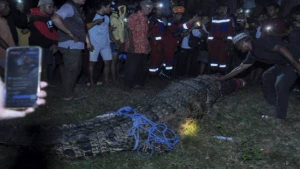 பறவைகள் 