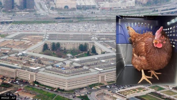 கோழி பென்டகன் 