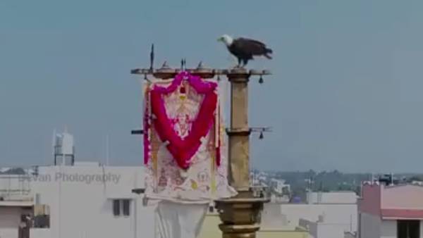 Coimbatore Karamadai Sri Ranganatha Perumal Masi month Car festival 