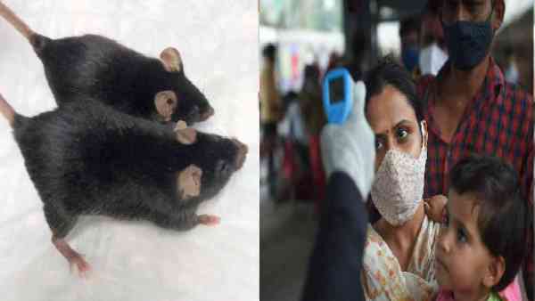 உலக சுகாதார அமைப்பு 