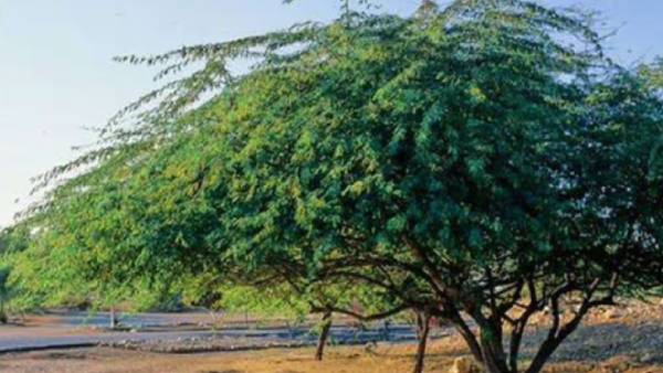 நிலத்தை மலடாக்கும் நிலத்தை மலடாக்கும்